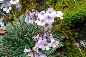 四季常绿花卉的魅力（常青树种，不止松柏，还有这些常绿花卉）