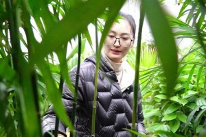 夏威夷竹的种植与结果（夏威夷竹的栽培方法及相关注意事项）