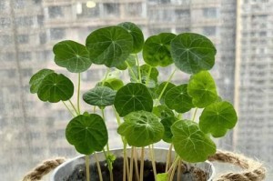 金旱莲花养护之道（打造富有生机的金旱莲花花园）