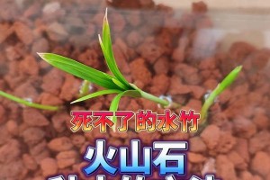 水竹生长繁茂，修剪技巧大揭秘（如何正确修剪水竹叶，让其更健康茂盛？）