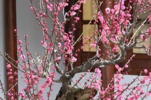 红梅的生长环境与地方条件（探寻红梅生长的秘密，发现她的美丽之源）