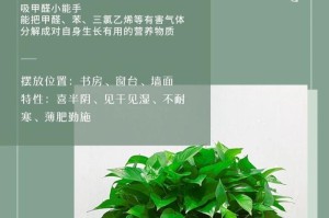 去除甲醛的植物大全（15种常见的能够有效净化空气的植物）