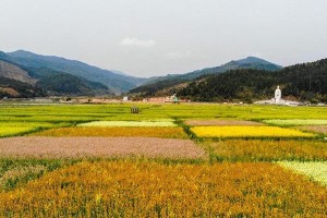 福建花卉种植指南（打造缤纷花海，让福建更美丽）