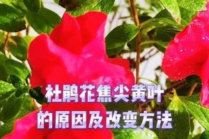 解决杜鹃黄叶问题的有效方法（杜鹃黄叶的原因及处理措施）