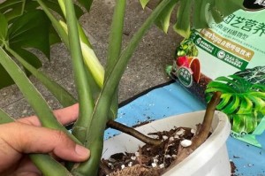 如何选择适合龟背竹生长的盆？（以盆的大小为关键，让龟背竹成为你家中最美的装饰）