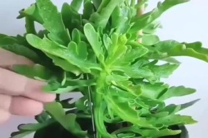 长寿花为何刚上盆后会掉叶子？（揭秘长寿花掉叶子的原因及应对方法）