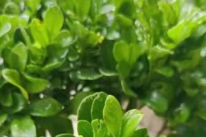 米兰花苞为何干掉了？（探寻米兰花苞枯萎的原因与解决方法）