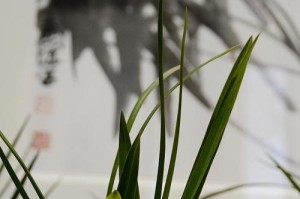 墨兰的盆栽要选多大的盆？（墨兰栽培秘诀，从盆栽大小开始！）
