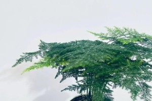 老文竹修剪技巧与注意事项（打造健康繁茂的老文竹家居风景）