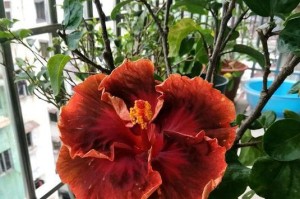 扶桑花喷药后叶子蔫了怎么办？（解决扶桑花喷药后叶子蔫的方法及注意事项）