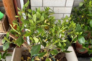 小叶栀子花朵为何容易打蔫？（探究小叶栀子花朵打蔫的原因和解决办法）