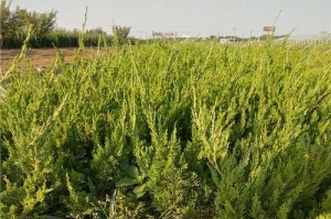 陕西盆栽小龙柏种植时间及技巧（了解种植小龙柏的最佳时间与关键要点）