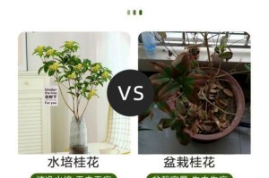 桂花树的养殖方法与注意事项（打造芬芳的花香世界）