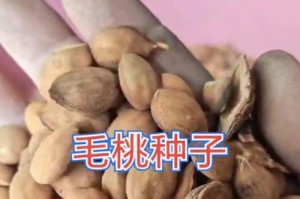 毛桃种子催芽方法详解（从种子挑选到种植后的细节，一篇文章帮你成功催芽！）