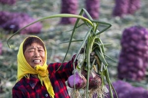 葱头采收时间与方法（春季葱头采收季节、秋季葱头采收季节及采收方法）