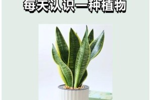 百子莲喜阳还是喜阴？（探究百子莲的养护之道与生长习惯）