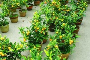 夏季盆栽金桔的养殖技巧（打造炎炎夏日中的清凉绿意）