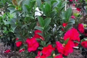 茶花生长的秘诀（探究茶花快速生长的关键要素）