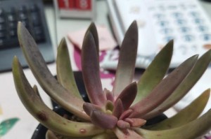 多肉植物黑斑病的预防和治疗方法（多肉植物黑斑病的成因及防治措施，让你的多肉更健康！）