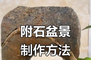 榆树附石的奇妙景观（探索大自然中的天然艺术瑰宝）