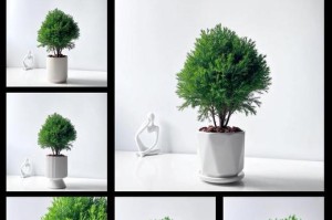 探秘以雾松锦的养护之道（打造迷人园林，以雾松锦助力）