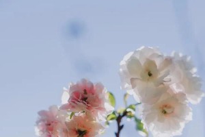 秋季樱花品种鉴赏之道（如何通过细微区别品味不同樱花的美丽与独特）