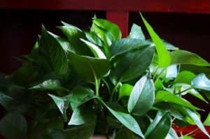 绿萝（解析绿萝的外观、特征和生态习性）