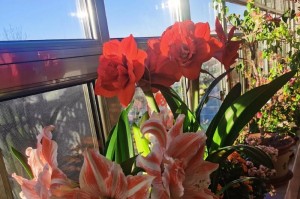 如何正确养护金荷兰花？（室内盆栽金荷兰花的种植与养护技巧）