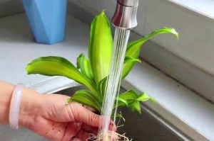 避免千年木水浇多的方法（保护千年木，从水开始）