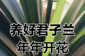 君子兰花的管理与护理秘籍（打造美丽庭院的花卉养护技巧）