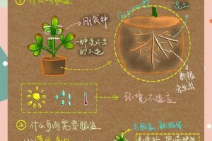 多肉植物根的观察与研究（探索多肉植物根系的奥秘）