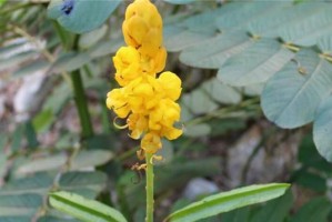 豆科植物的奇妙世界（探秘豆科植物的分类、生态与经济价值）