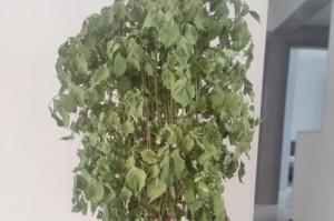 辛福树怎么浇水？（打造健康茂盛的辛福树，浇水是关键！）