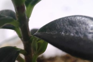 长花苞开不了花？解决方法大揭秘！（为什么长花苞不开花？如何促使花苞开放？）