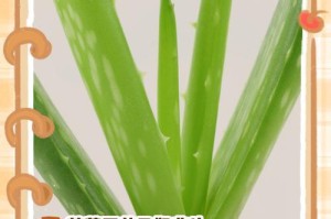 揭秘芦荟开花的奥秘（从种植到护理，让芦荟绽放生命之花）