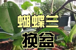 蝴蝶兰换盆全攻略（时机、步骤、技巧一网打尽，让你的蝴蝶兰欣欣向荣）