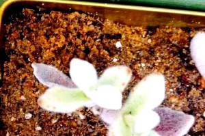 兔耳朵多肉叶子掉落情况解析（揭秘兔耳朵多肉叶子掉落的原因与应对方法）