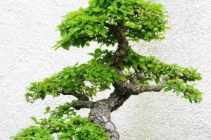 如何应对黄杨树叶子发黄的问题（寻找黄杨树叶子发黄的原因及有效解决方法）