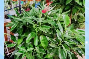 平安树叶子卷的神奇力量（探索平安树叶子卷的起源和功效）
