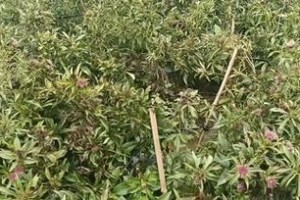 白术种植条件适合在什么地方栽种？（分析白术生长的环境因素及适合种植的条件）