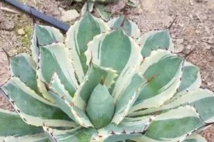 用河沙土种花的可能性及方法（河沙土种花的关键技巧和注意事项）