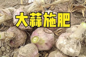 大蒜追肥的肥料选择（合适的肥料能提高大蒜品质）