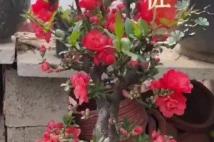 草本海棠花的冬季养护技巧（打造芬芳冬日花海，让草本海棠花迎接寒冷的挑战）