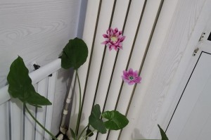 如何解决我的花不开花问题（关键是照顾得法、合理施肥）