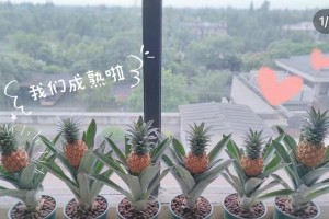 水培菠萝的养护方法（从培养到收获，全面解析水培菠萝的养护技巧）