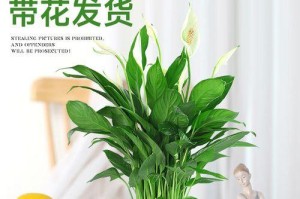 红掌与白掌，哪个更适合你？（从外观、气候、养护难度三方面分析）