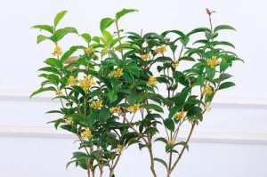 四季盆栽的养殖秘诀（打造迷人盆栽景观，助您迎接四季花开的美好）
