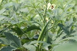 南方秋玉米的最佳种植时期（优质产量的关键——南方秋玉米种植时间详解）