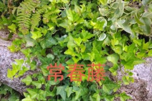 常青藤的种植与养护（打造绿意盎然的常青藤园，种植技巧与注意事项）
