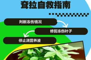 发财树烂头了怎么处理？（抢救发财树的有效方法与注意事项）